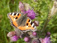 Aglais urticae 118, Kleine vos, on Cirsium, Saxifraga-Kars Veling