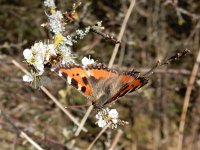 Aglais urticae 123, Kleine vos, on Prunus spinosa, Saxifraga-Kars Veling