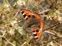 Aglais urticae 124, Kleine vos, on Lonicera fragrantissima, Saxifraga-Kars Veling