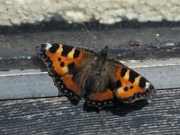 Aglais urticae 13, Kleine vos, Vlinderstichting-Nely Honig