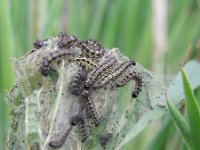 Aglais urticae 130, Kleine vos, nest of caterpillars, Saxifraga-Kars Veling