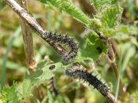 Aglais urticae 133, Kleine vos, caterpillars, Saxifraga-Kars Veling