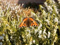 Aglais urticae 135, Kleine vos, on Erica carnea, Saxifraga-Kars Veling