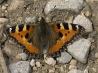 Aglais urticae 14, Kleine vos, Saxifraga-Jan van der Straaten