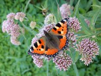 Aglais urticae 142, Kleine vos, on Eupatorium cannabinum, Saxifraga-Kars Veling