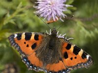 Aglais urticae 15, Kleine vos, Vlinderstichting-Henk Bosma