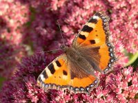 Aglais urticae 155, Kleine vos, op Sedum telephium, Saxifraga-Kars Veling