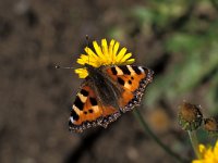 Aglais urticae 16, Kleine vos, Vlinderstichting-Kars Veling