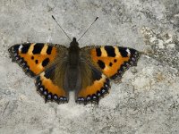 Aglais urticae 17, Kleine vos, Saxifraga-Jan van der Straaten