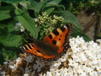 Aglais urticae 23, Kleine vos, Vlinderstichting-Henk Bosma