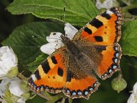 Kleine vos #48173 : Kleine vos, Small tortoiseshell, Aglais urticae