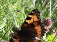 Aglais urticae 33, Kleine vos, Saxifraga-Frank Dorsman  Aglais urticae, Kleine vosAW-duinen 010911