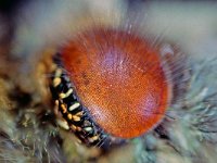 Kleine vos : Kleine vos, Small tortoiseshell, Aglais urticae, eye