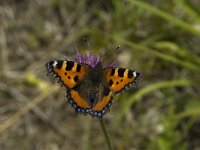 Aglais urticae 39, Kleine vos, Saxifraga-Marijke Verhagen