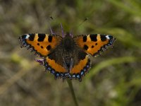 Aglais urticae 40, Kleine vos, Saxifraga-Marijke Verhagen