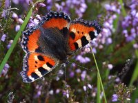 Kleine vos #04 : Kleine vos, Small tortoiseshell, Aglais urticae