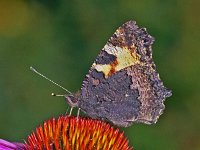 133_17, Kleine vos : Kleine vos, Small tortoiseshell, Aglais urticae