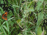 Aglais urticae 43, Kleine vos, Saxifraga-Mark Zekhuis