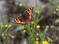 Aglais urticae 44, Kleine vos, Saxifraga-Peter Meininger