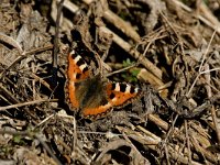 Aglais urticae 5, Kleine vos, female, Saxifraga-Jan van der Straaten