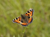 Aglais urticae 51, Kleine vos, Saxifraga-Luuk Vermeer