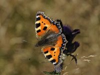 Aglais urticae 57, Kleine vos, Saxifraga-Luuk Vermeer