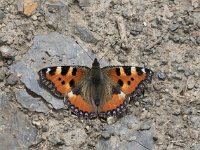 Aglais urticae 59, Kleine vos, Saxifraga-Willem van Kruijsbergen