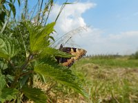 Aglais urticae 65, Kleine vos, laying eggs, Saxifraga-Kars Veling