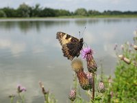 Aglais urticae 70, Kleine vos, on Cirsium arvense, Saxifraga-Kars Veling