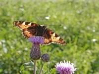 Aglais urticae 75, Kleine vos, on Cirsium arvense, Saxifraga-Kars Veling