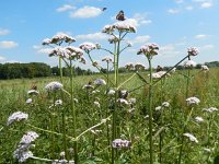 Aglais urticae 85, Kleine vos, on Valeriana officinalis, Saxifraga-Kars Veling