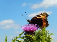 Aglais urticae 86, Kleine vos, on Cirsium, Saxifraga-Kars Veling