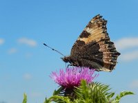 Aglais urticae 87, Kleine vos, on Cirsium, Saxifraga-Kars Veling