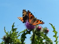 Aglais urticae 88, Kleine vos, on Cirsium, Saxifraga-Kars Veling