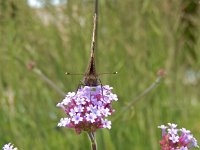 Aglais urticae 89, Kleine vos, on Verbena bonariensis, Saxifraga-Kars Veling