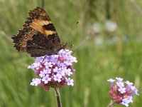 Aglais urticae 90, Kleine vos, on Verbena bonariensis, Saxifraga-Kars Veling