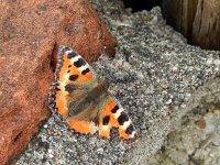 Aglais urticae 91, Kleine vos, basking, Saxifraga-Kars Veling