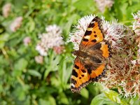 Aglais urticae 93, Kleine vos, on Eupatorium cannabinum, Saxifraga-Kars Veling