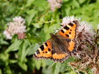 Aglais urticae 94, Kleine vos, on Eupatorium cannabinum, Saxifraga-Kars Veling