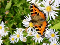 Aglais urticae 95, Kleine vos, on Aster, Saxifraga-Kars Veling