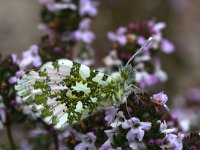 Anthocharis cardamines 103, Oranjetipje, male, Saxifraga-Kars Veling