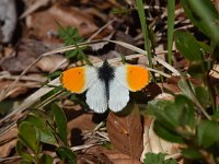 Anthocharis cardamines 105, Oranjetipje, Saxifraga-Luuk Vermeer