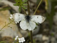 Anthocharis cardamines 15, Oranjetipje, female, display, Saxifraga-Marijke Verhagen