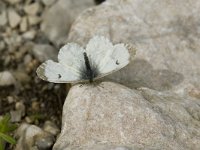 Anthocharis cardamines 16, Oranjetipje, female, display, Saxifraga-Marijke Verhagen