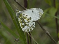 Anthocharis cardamines 17, Oranjetipje, female, Saxifraga-Jan van der Straaten