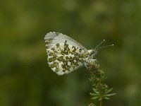 Anthocharis cardamines 19, Oranjetipje, female, Saxifraga-Jan van der Straaten