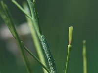 Anthocharis cardamines 2, Oranjetipje, caterpillar, Vlinderstichting-Kars Veling