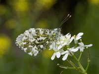 Anthocharis cardamines 21, Oranjetipje, female, Vlinderstichting-Kars Veling