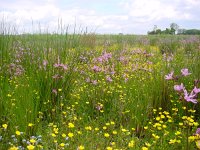 Anthocharis cardamines 23, Oranjetipje, habitat, Vlinderstichting-Henk Bosma