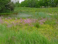 Anthocharis cardamines 24, Oranjetipje, habitat, Vlinderstichting-Henk Bosma